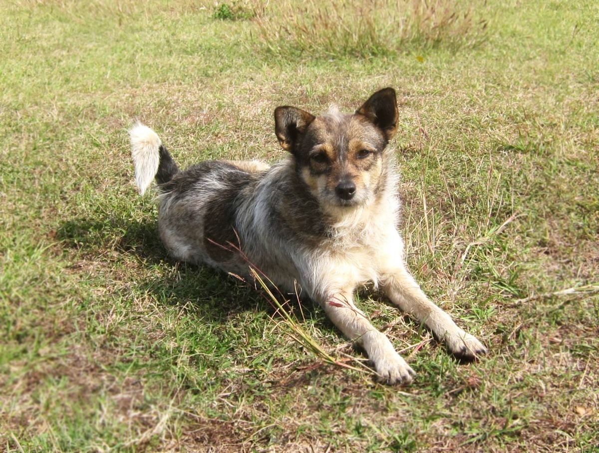 取自清華大學關懷生命社。