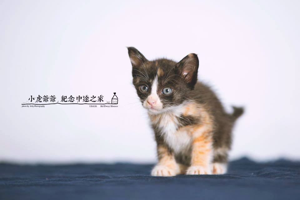 Anna歡迎大家參與這周日的小貓送養會，但需要經過簡單面試、家訪。　Toby Photography 影像工作室