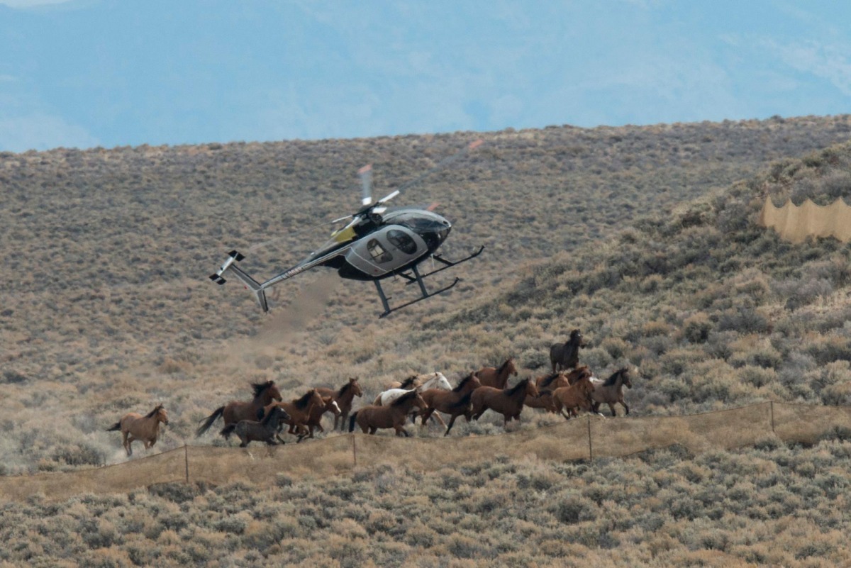美國土地管理局派出直昇機圍捕西部野馬，此舉再度引起動保人士批評。　 取自American Wild Horse Preservation Campaign