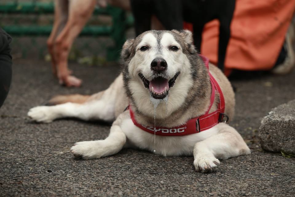 小光時常帶著哈姆到不同收容所參與拍攝,不過哈姆或許是害怕再度被棄養,只要一回到內收就會害怕得口水直流,在其他收容所就則沒有流口水的情況! 小光/提供