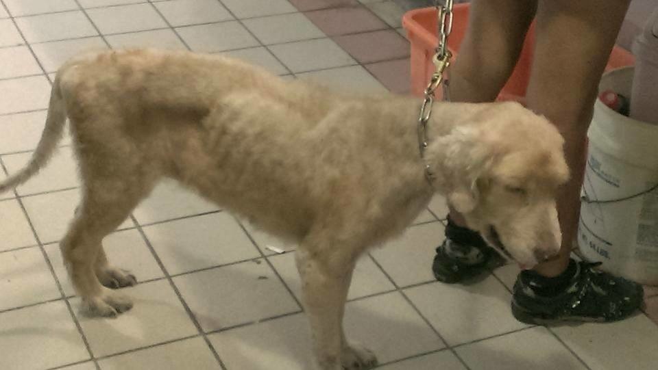 法律條文具體清楚,但如何判讀、如何依法執行,完全掌握在執法人員的手中。 陳建銘議員辦公室/提供