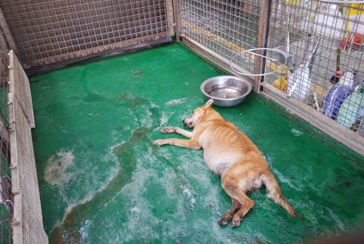 重病的黃狗在收容所裡孤單的嚥下最後一口氣,死不瞑目,見狀的志工拍下悲痛的照片,並痛批飼主良心何在? 鄧凱蜜/提供