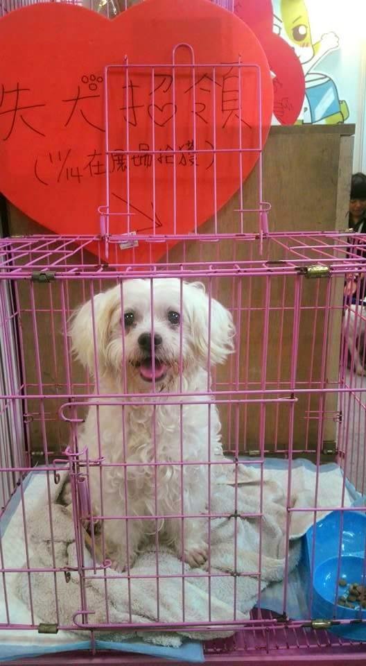 主人你在哪裡？　小敏/提供