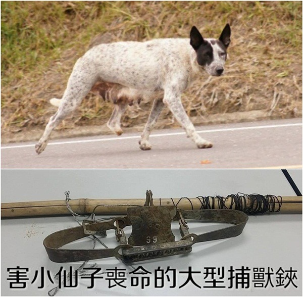 掉到溪谷前的小仙子後腳就中過獸鋏。　台灣愛狗人協會提供