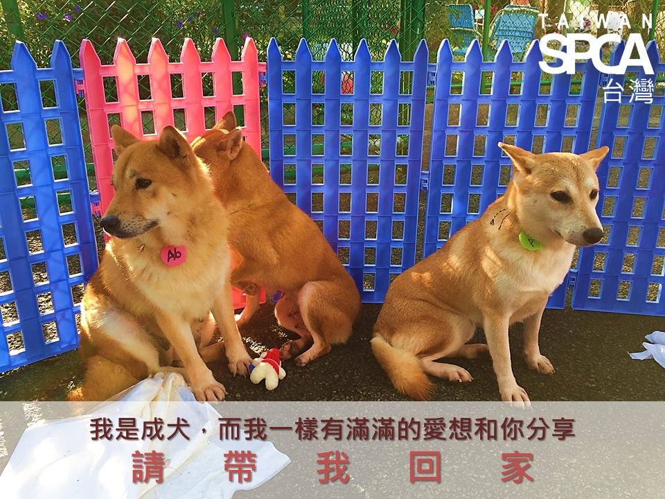 本週開始，北投不法繁殖場犬隻送養會所有送養犬隻皆為成犬。　取自Taiwan SPCA 台灣防止虐待動物協會