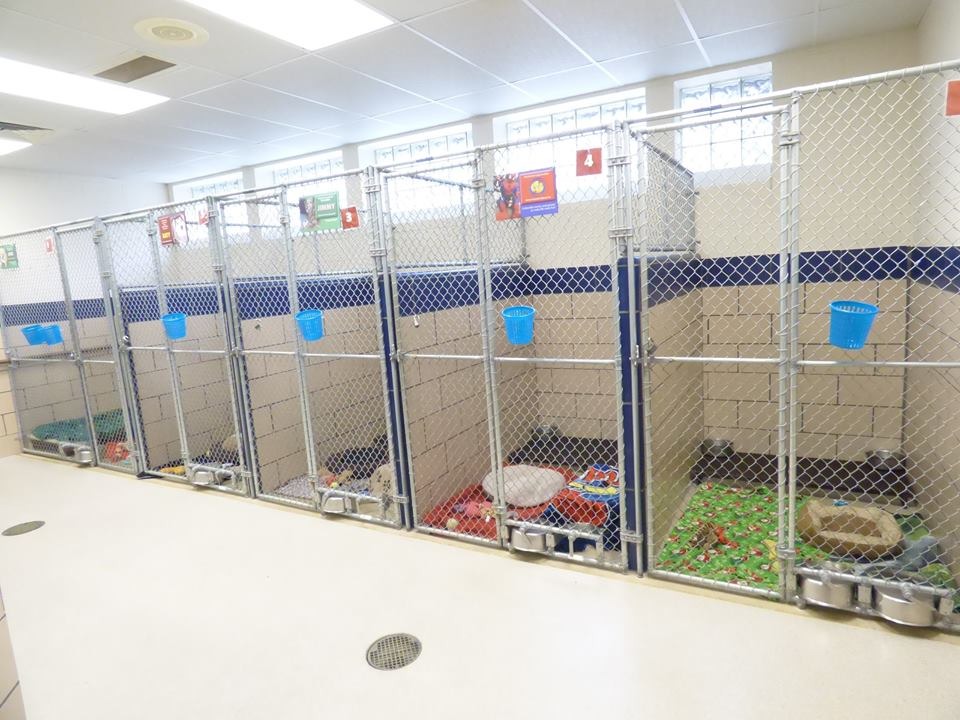 你沒有看到任何一隻狗,因為這些狗全都到了新家! 取自Fort Wayne Animal Care and Control