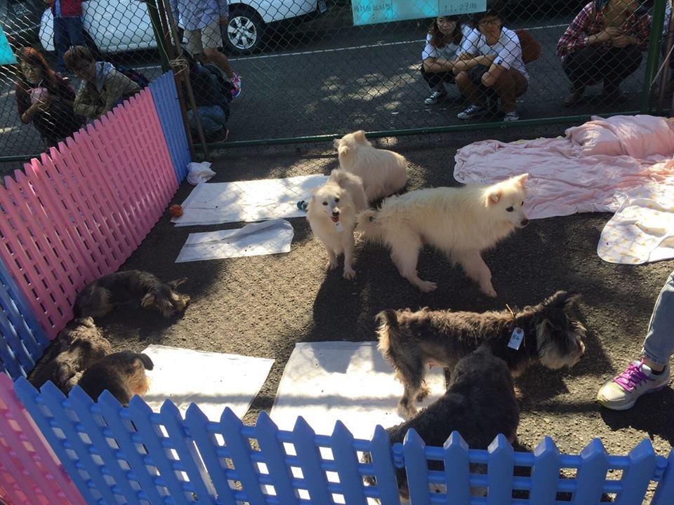 上週六日送養場次的狗，都沒有罹患心絲蟲，但有其他如眼睛感染、牙結石等問題。　取自TSPCA臉書