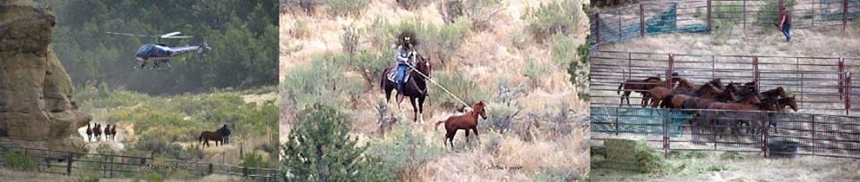 土地管理局圍捕野馬的過程。 取自American Wild Horse Preservation Campaign