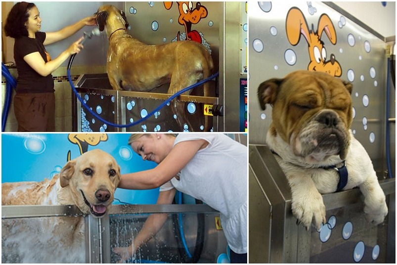 在美國各地都可以見到自助洗澡機的蹤影,享受洗澡的狗狗是不是很可愛呢! 取自網路