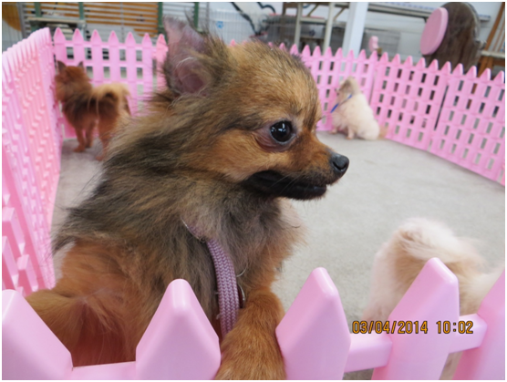 開放民眾現場抽籤認養的博美犬。　新北市動保處提供