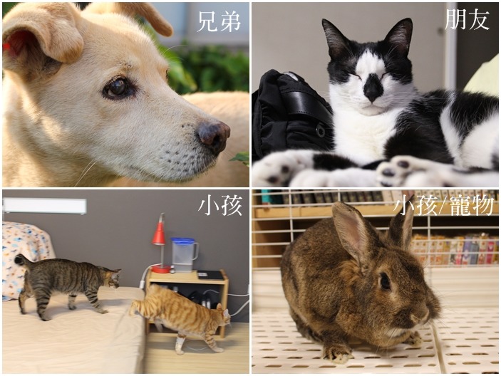小咖飛家中有許多動物,狗狗養在有草皮的頂樓空間,黑白貓Yumi只待在房間、虎斑Juju+橘貓瓦力四處跑,兔子則喜歡待在自己的專屬籠子內(放風時間都會有人看顧不會被貓欺負喔放心)! (上圖左右)小咖飛/提供、(下圖左右)何宜/攝