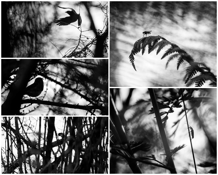 第一名:飛鳥與蕨類。 / Mairi Eyres