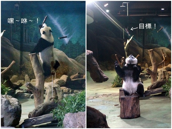 圓仔利用展場裡豐富行為化的物品,想辦法拿到當前的美食! 台北動物園-林秀穎/攝