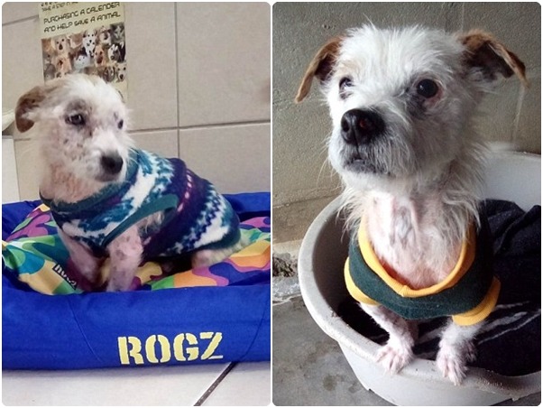 崔克斯目前待在動物福利協會，正在逐漸康復中。　翻攝自每日郵報