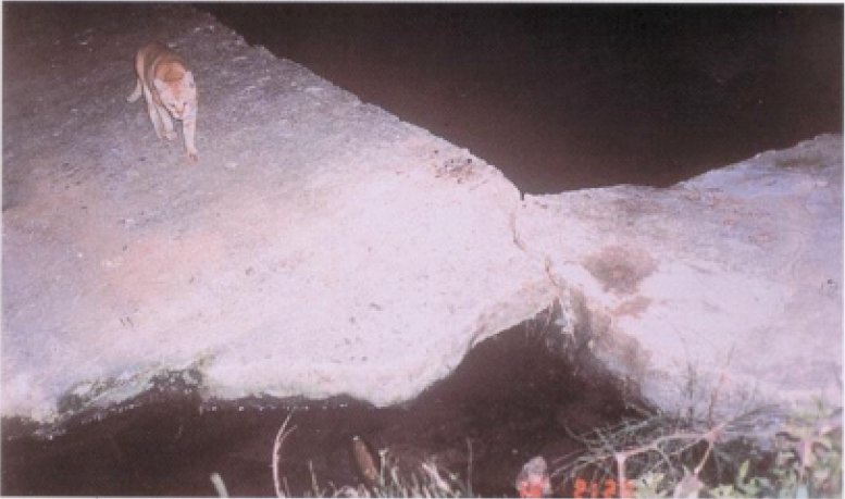 在進行野外調查時，自動照相機時常拍到犬貓身影。　取自金門水獺族群調查研究報告