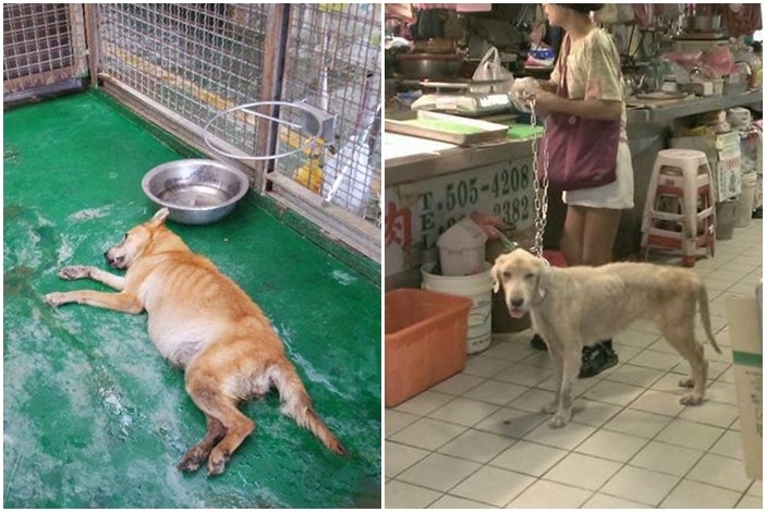 《動物保護法》明訂飼主應給予罹病動物必要的醫療,否則可依法開罰或沒入。 鄧凱蜜(圖左)、陳建銘議員辦公室(圖右)/提供