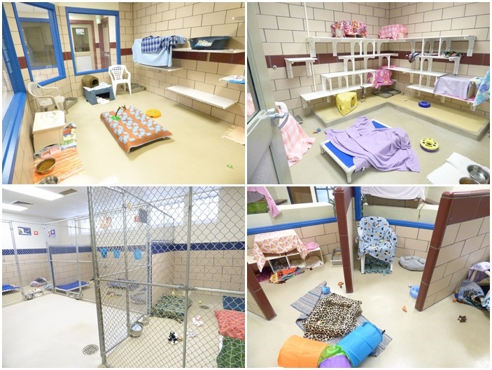 仔細看收容所空蕩蕩的模樣,是不是別有一種溫馨的氛圍呢! 取自Fort Wayne Animal Care and Control