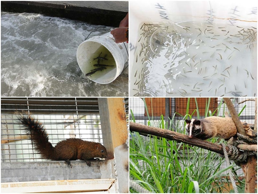 近年來有越來越多宗教團體積極與政府合作，尋求專業的管道來野放動物。圖為福智基金會魚苗放流(上圖左右)、與特生中心野放之動物(下圖左右)。　取自福智全球資訊網