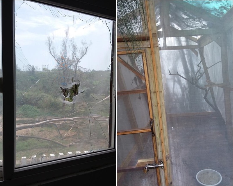 金門縣野生動物救援暨保育協會的復健房(左)破了兩塊玻璃、新建的戶外籠舍(右)則被倒塌的樹木壓垮,所幸安置的動物並無大礙。 取自金門縣野生動物救援暨保育協會臉書