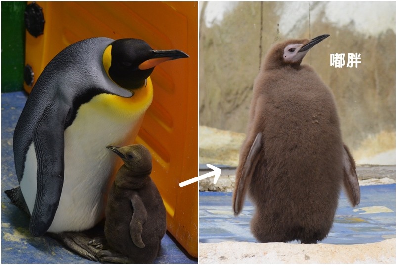 國王企鵝「嘟胖」從當初嬌小的身形,長到跟成鳥差不多,才7.5個月大的牠還要一陣子才會完全獨立。 台北動物園-陳瑋玥/攝