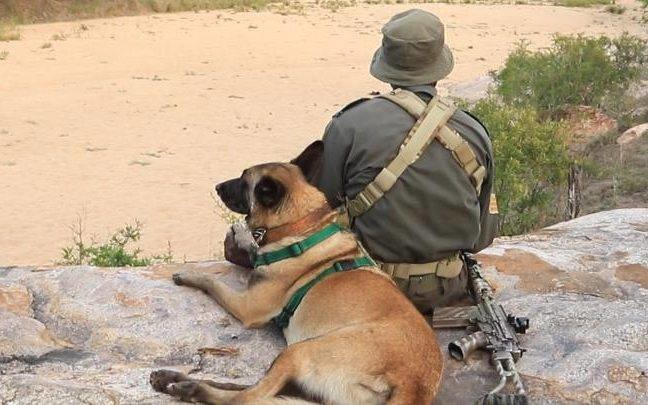 比利時瑪連萊犬，是比利時牧羊犬中唯一短毛的品種，而在南非國家公園的這隻狗，是讓犀牛盜獵者聞風喪膽的「殺手」！　取自COPAL