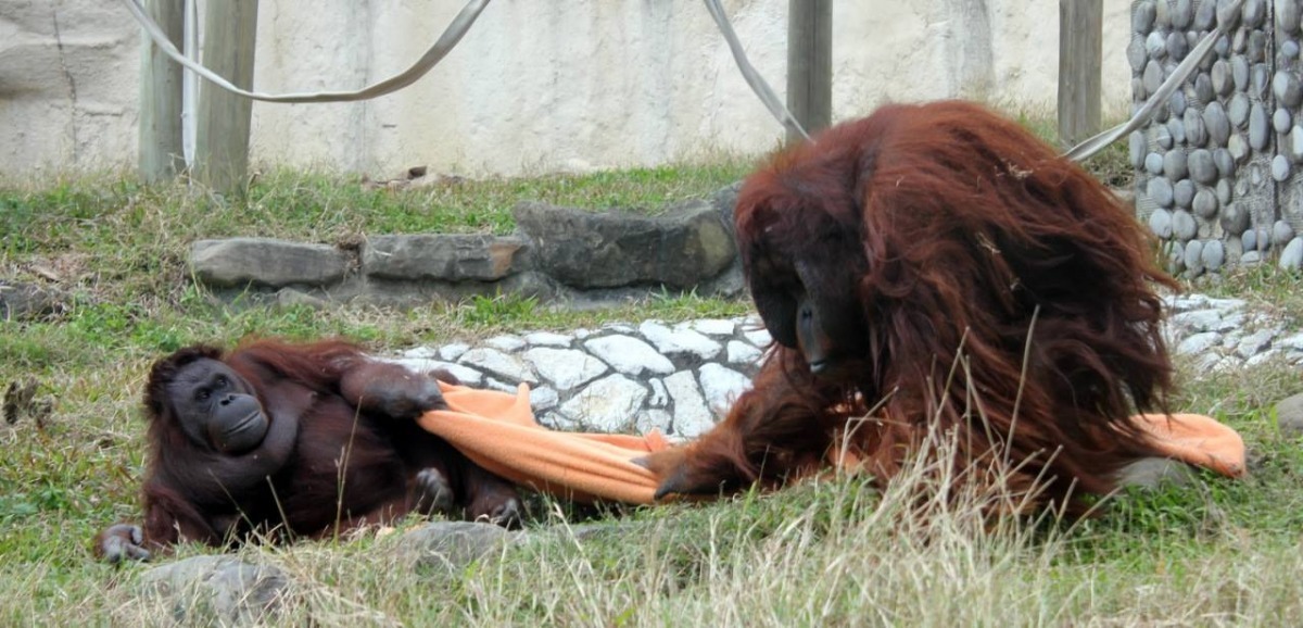 「啊啊！斗膽！居然搶我的毯子」　取自壽山動物園