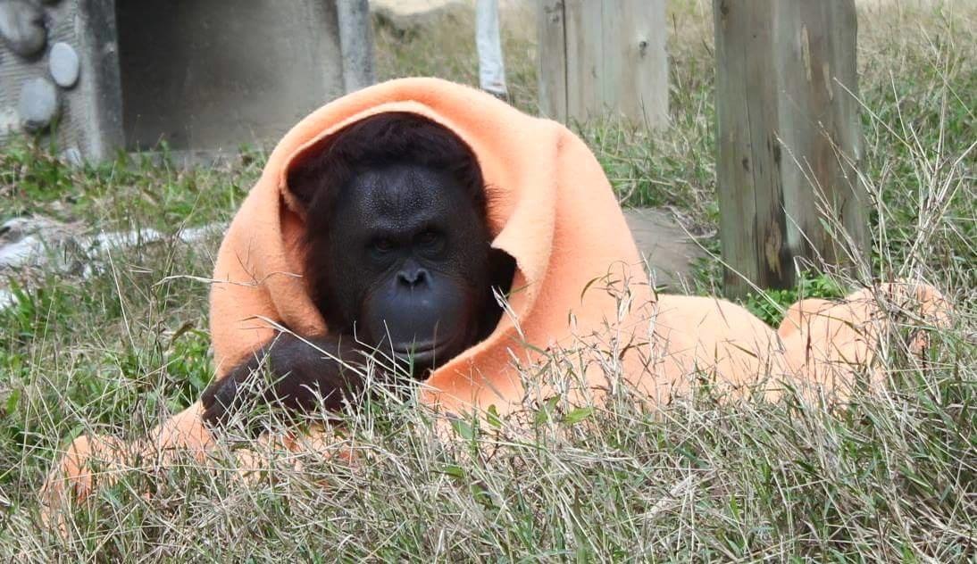 「這毯子毛茸茸的！真～溫暖～」　取自壽山動物園