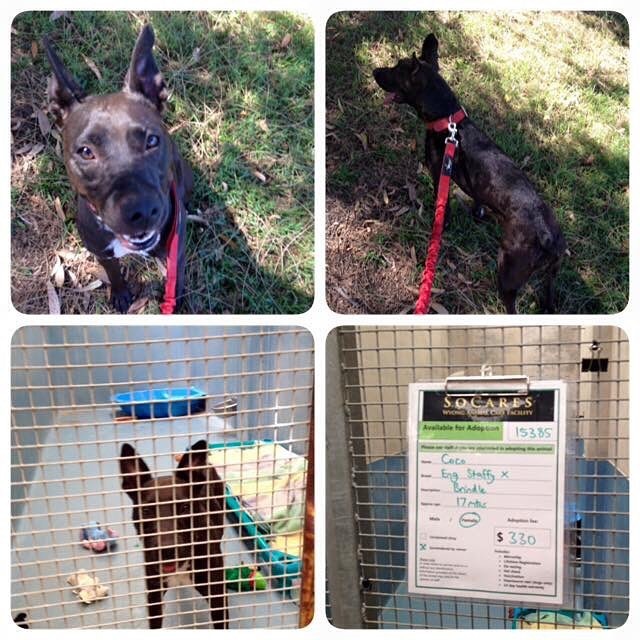 西伯特說,人跟狗一樣每天都需要運動,而收容所裡的狗狗卻只能生活在有限的空間裡。 取自Rescue Your Fitness