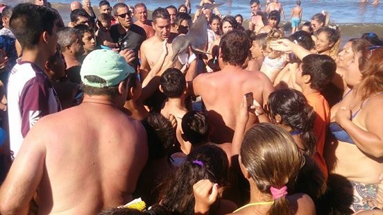 小海豚被團團包圍，在烈日下根本無法存活太久。　取自Hernan Coria