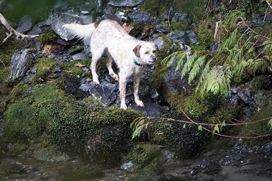 受困在陡峭河岸邊好幾天的狗狗。 取自Washington State Animal Response Team