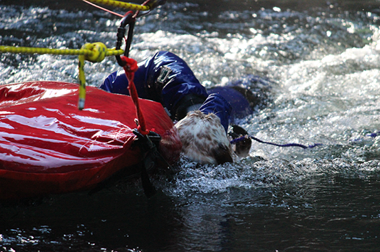 在最後一刻人跟狗不小心翻船落水,好在沒有造成任何危險。 取自Washington State Animal Response Team