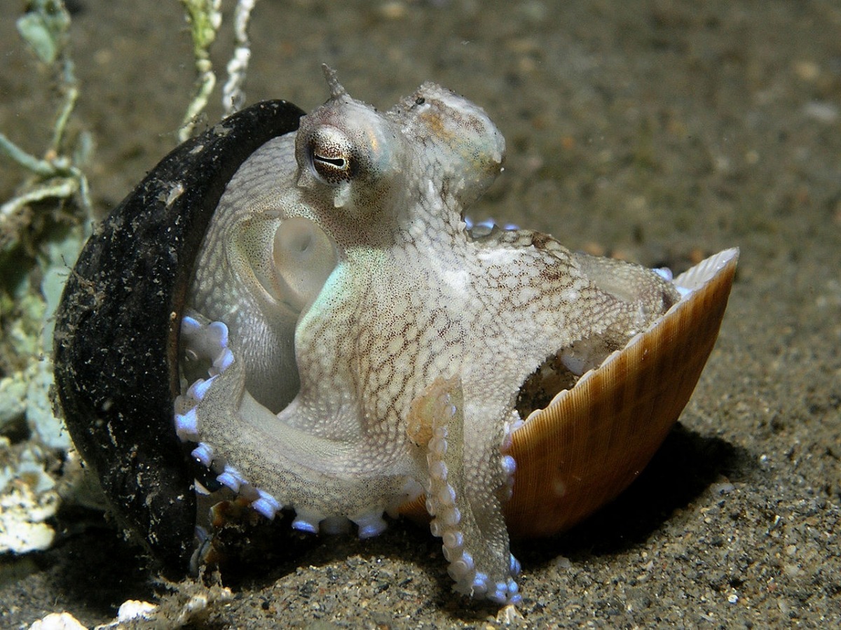 章魚利用貝類作為防護，在海底移動以防被攻擊。　取自維基百科創用CC