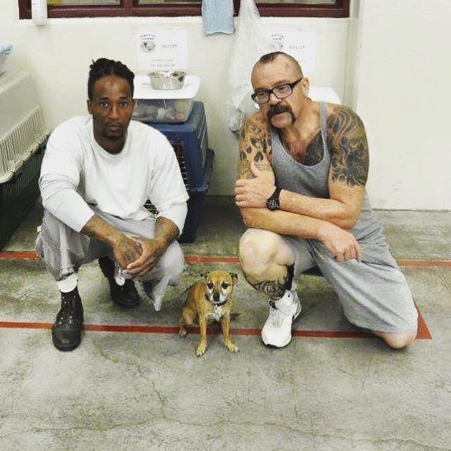 老吉娃娃「奇樂」是監獄犬計畫的成員之一，跟滿身刺青的受刑人一起生活，對比強烈。   取自Marley's Mutts Dog Rescue