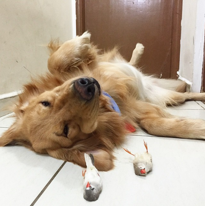 就連翻肚的睡姿也一樣……..