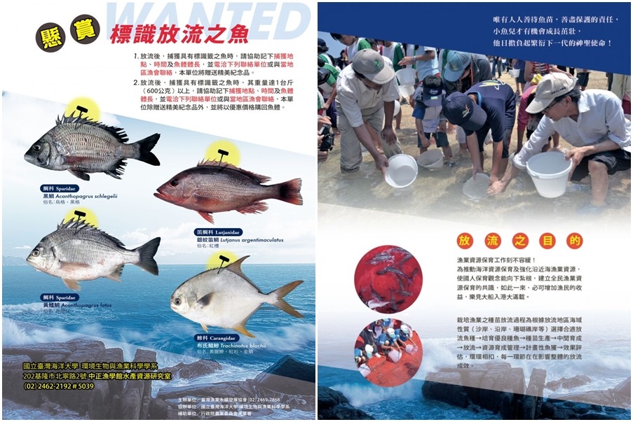 若釣客釣到具有標誌的魚，記得通報相關研究團隊，以累積更多的科學證據，作為未來評估魚苗放流對漁業資源與經濟效益的影響。　取自漁業署