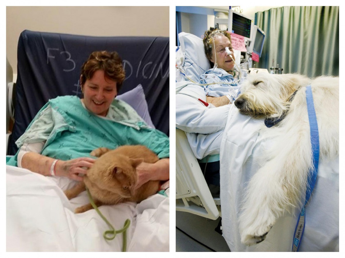 住院期間家人理所當然的會到醫院探視，在加拿大的一間醫院，寵物也被允許可以到病房探望主人！   取自boredpanda