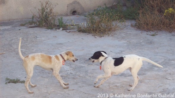 希臘政府也會協助替狗兒打疫苗，但卻沒有足夠經費進行絕育。　取自Life With Dogs