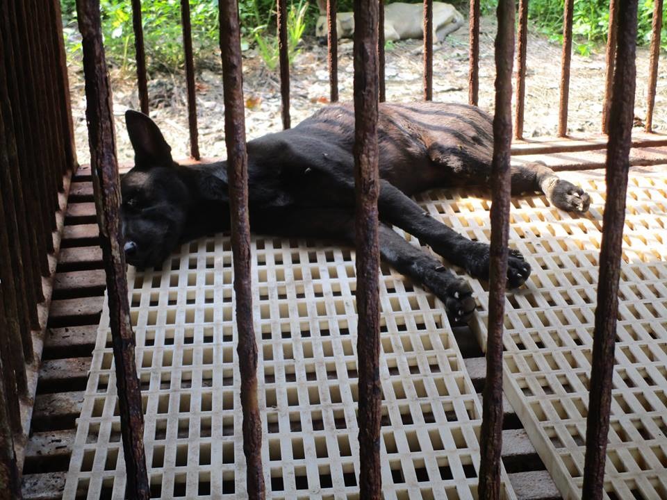 日前立法委員王育敏會同動保團體在農委會安排下，實際到民雄收容所訪查，不但發現環境不佳，當天更看到圖中重傷的黑狗因人力不足無法馬上就醫。   取自兒少尖兵-立法委員王育敏