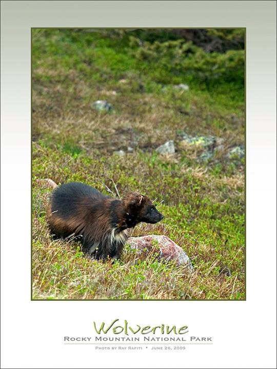 M-56出現在科羅拉多州的影像成了牠最後健康自在的身影。   取自Wild Faces Wild Places Photography