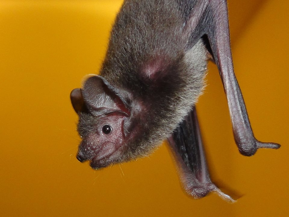 因為樹木減少、高樓大廈變多，適合蝙蝠居住的環境越來越少、族群數量也日益減少。　取自台北市蝙蝠學會