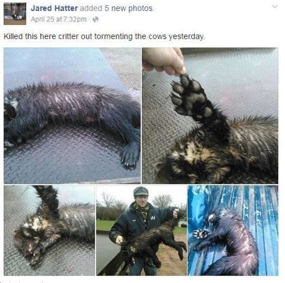 相隔150年現蹤的狼獾，最後是慘死在牧場主人的子彈下。   取自 Wild Faces Wild Places Photography