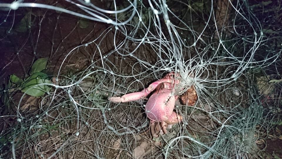 綠島公館國小旁的蟹類生態廊道，被遊客發現有寄居蟹受困在農地魚網。   取自臉書