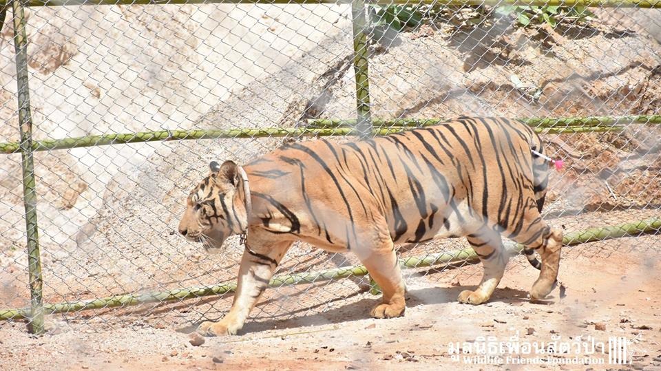 虎廟飼養老虎的行為這幾年內產生許多爭議。   取自Wildlife Friends Foundation Thailand