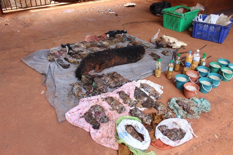 行動第三天，野生動物部門在廟裡發現了40隻遭冷凍的幼虎屍體，以及牛角與被裝在玻璃罐保存的器官等等。   取自Wildlife Friends Foundation Thailand