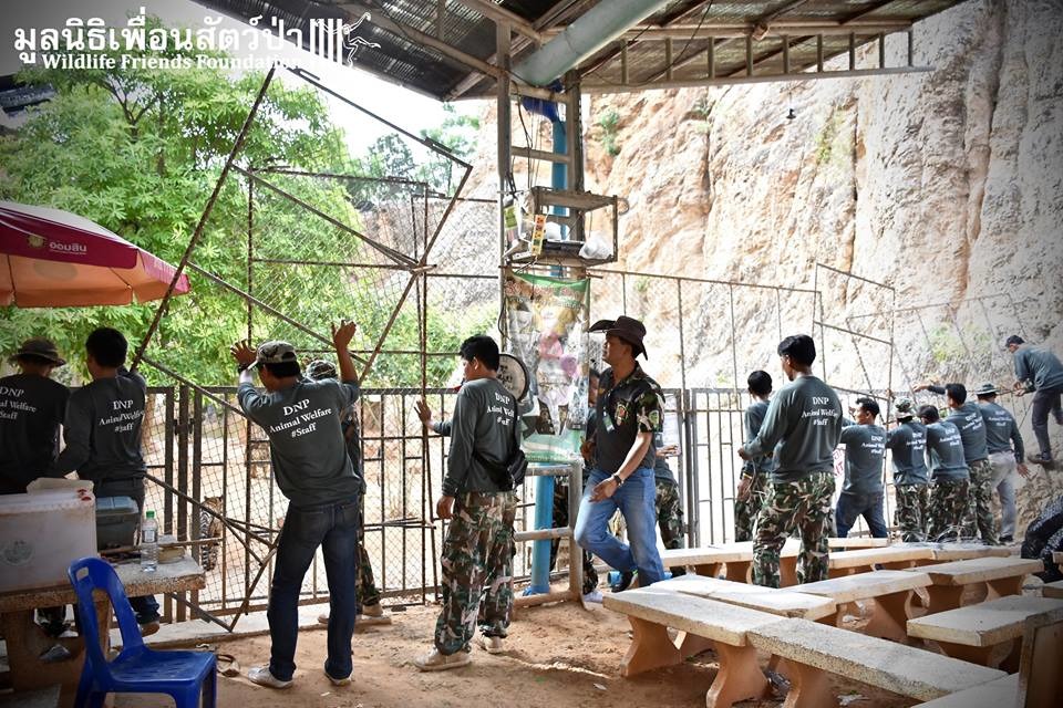 移除行動共出動300名人力，大家不感掉以輕心。   取自Wildlife Friends Foundation Thailand