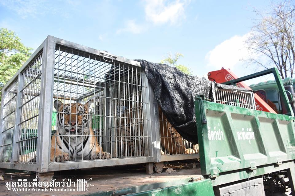 泰國有名的虎廟近日政府當局終於下達保護令，由國家公園部門率領300名工作人員進到廟裡進行移除作業。   取自Wildlife Friends Foundation Thailand