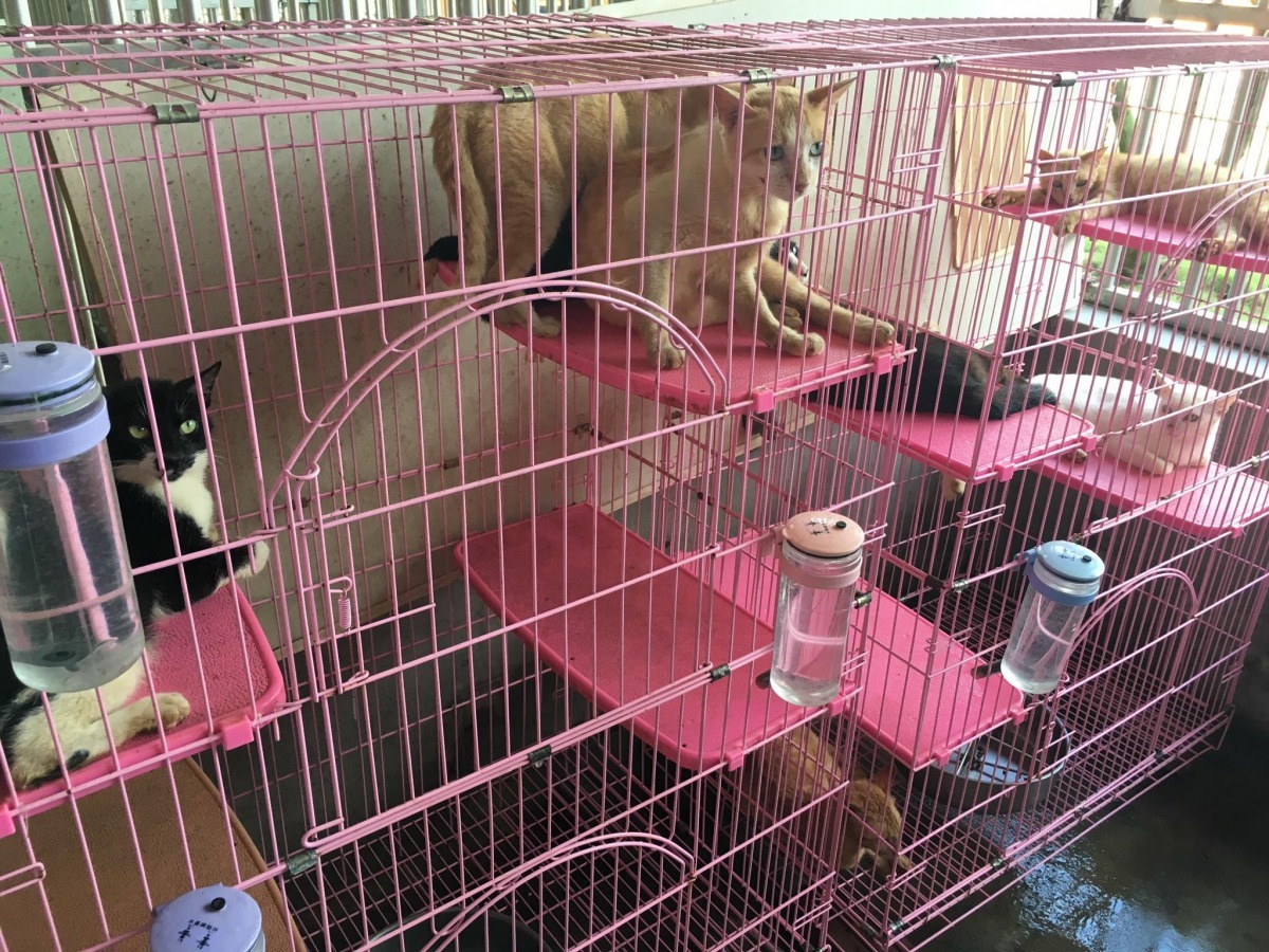 日前在澎湖七美進行貓咪TNVR的台灣之心愛護動物協會志工隊召集人廖子萱表示，貓咪結紮後，夜間發情打架的情況會減少很多，民眾的生活品質也能獲得保障。 取自澎湖縣家畜疾病防治所-烏崁流浪動物收容中心