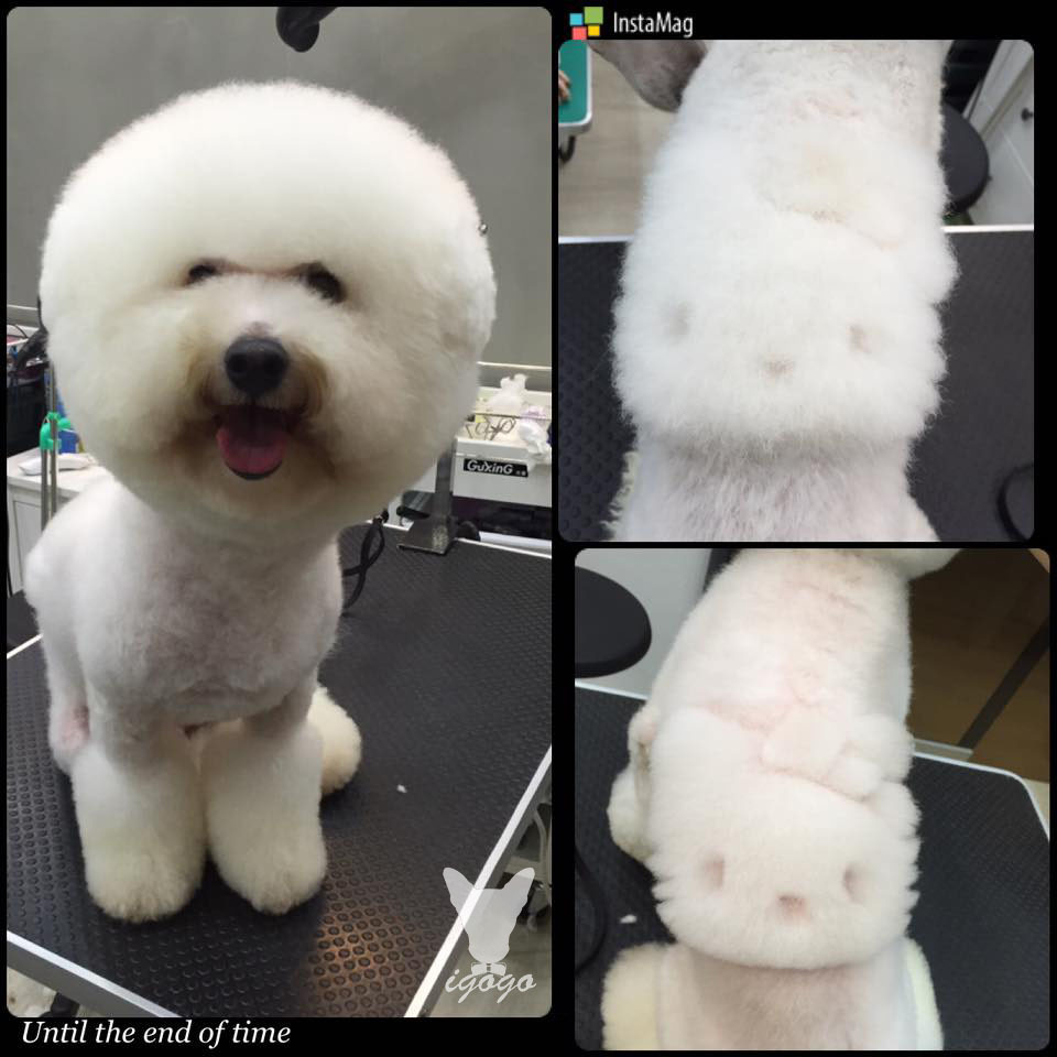 毛量蓬鬆的狗狗最適合做造型，就算一個月後毛長長了，稍微修剪一下馬上又能恢復。   取自Igogo寵物沙龍