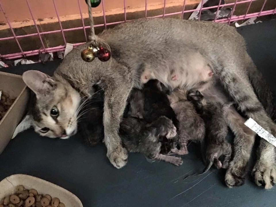 澳門動物保護法將自今年9月實施，不過當初虐待動物3年的刑期，最終明訂為最高1年，引起部分愛護動物人士不滿。   取自AAPAM澳門保護遺棄動物協會