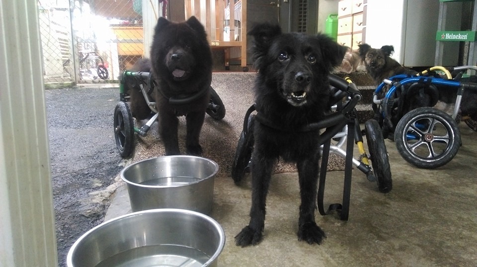 犬山居目前照顧約200多隻癱病狗，但照顧的人力與空間都相當有限。　取自犬山居